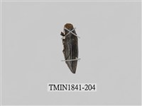 藏品(菲律賓產昆蟲)的圖片